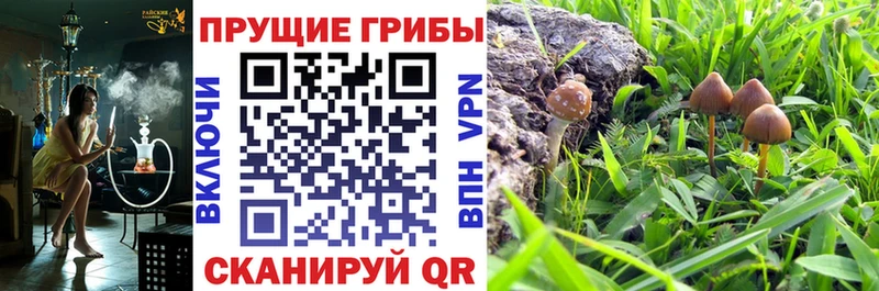 Галлюциногенные грибы Psilocybine cubensis Лаишево
